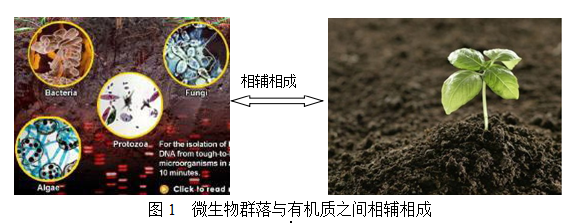 微生物與土壤有機(jī)質(zhì)之間的關(guān)系