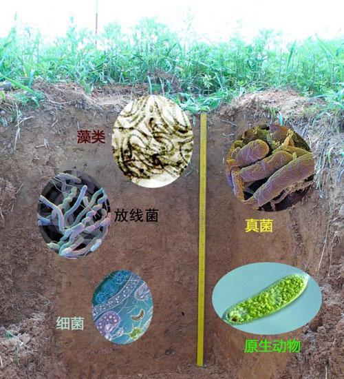 土壤微生物，你知道多少？