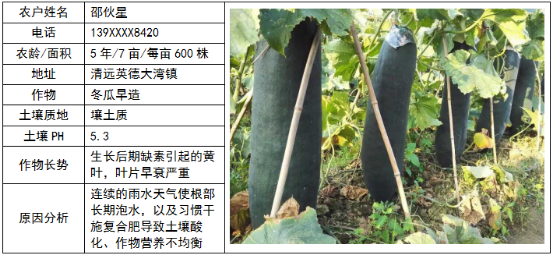 鄉(xiāng)喜液體肥應(yīng)用于清遠(yuǎn)英德市冬瓜早造的示范案例分析